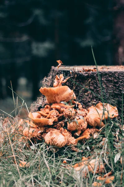 Tiro Vertical Cogumelos Selvagens Crescendo Toco Árvore Solo Floresta Turíngia — Fotografia de Stock
