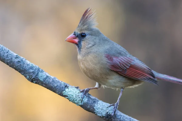 Eine Selektive Fokusaufnahme Eines Nördlichen Kardinals Auf Einem Ast — Stockfoto