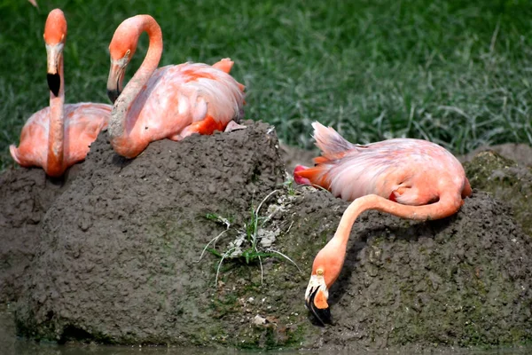 Close Flamingos Comuns — Fotografia de Stock