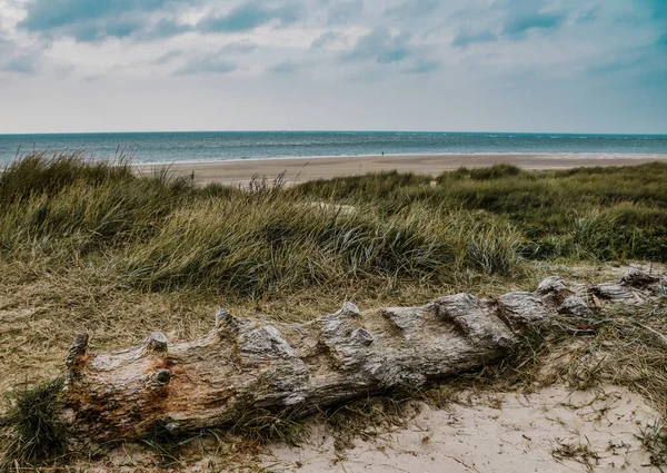 Closeup Beach Grass Old Tree Log Sea View Background — Stock Photo, Image