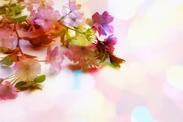 Vibrante Fondo Floral Bokeh Perfecto Para Fondos Pantalla —  Fotos de Stock