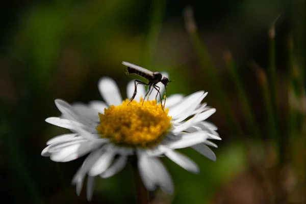 Moustique Assis Sur Une Marguerite Extérieur — Photo