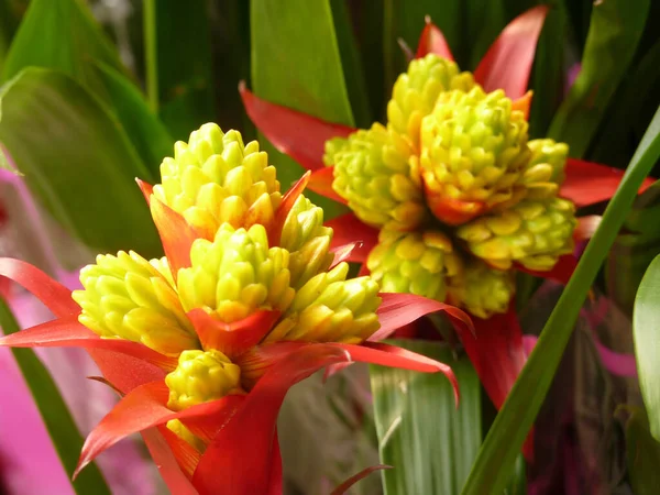 Ένα Κοντινό Πλάνο Από Ένα Λουλούδι Guzmania Bromeliad Φουντωτό Φυτό — Φωτογραφία Αρχείου