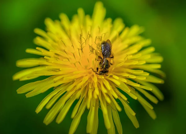 Zbliżenie Pszczoły Siedzącej Żółtym Mniszku Ogrodzie — Zdjęcie stockowe