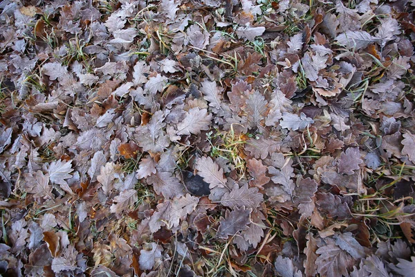 Top View Autumn Foliage Frosty Morning — Stock Photo, Image