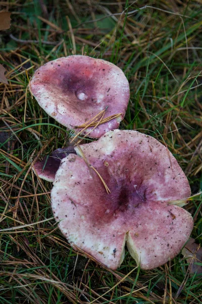 Tiro Vista Superior Cogumelos Selvagens Que Crescem Uma Floresta — Fotografia de Stock