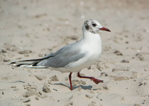 Selektiv Fokusbild Vit Mås Som Går Sandstrand — Stockfoto