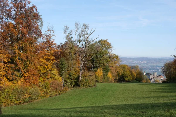 Eine Wiesenlandschaft Mit Grünen Wiesen Und Herbstbäumen Einem Sonnigen Tag — Stockfoto