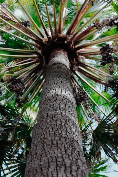 Vertikal Låg Vinkel Skott Palm Stam — Stockfoto