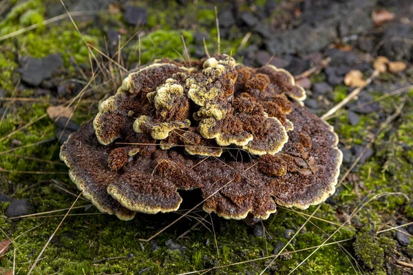 Well Lit Cap Brown Trametes Versicolor Yellow Accent Lines Common — Φωτογραφία Αρχείου