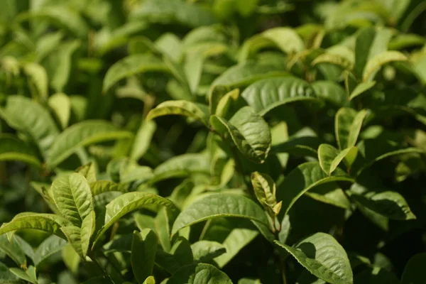 新鮮な茶葉の選択的なフォーカスショット — ストック写真