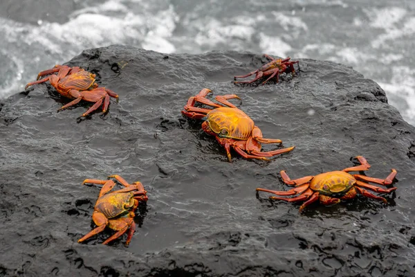 Islak Kayalarda Dinlenen Bir Grup Kırmızı Turuncu Yengeç — Stok fotoğraf