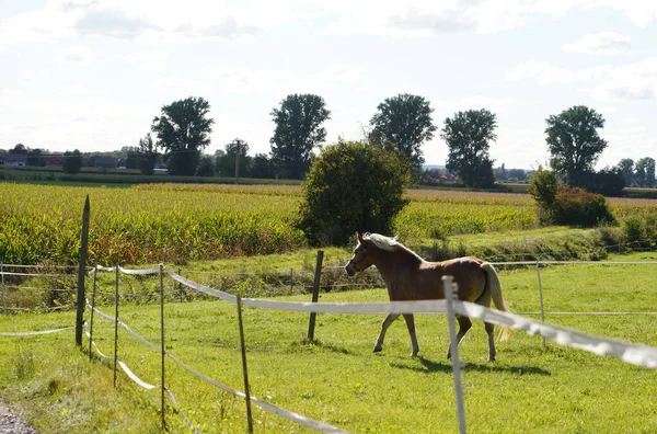 阳光灿烂的日子里 一匹美丽的白马和一匹棕色的马在田野里散步的景象 — 图库照片
