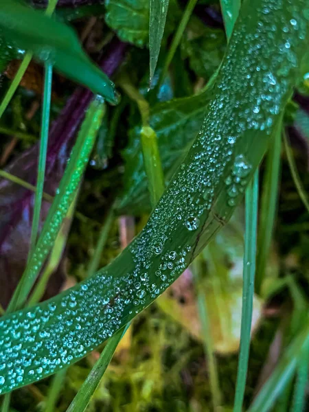 Selective Focus Shot Dew Drizzle Plant Leaf — Stock Photo, Image