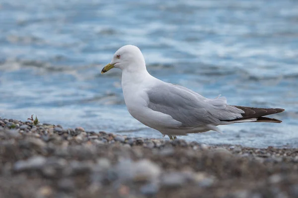 Mise Point Sélective Une Mouette Bord Eau — Photo