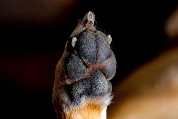 Een Close Shot Van Een Hond Poot — Stockfoto