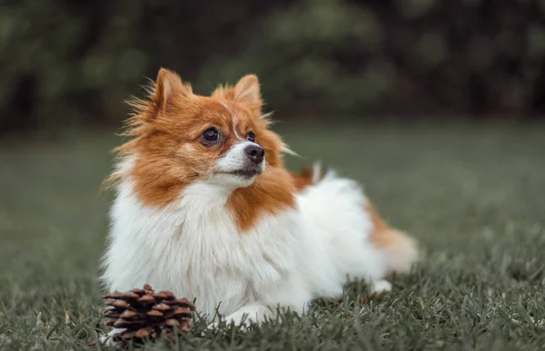 Närbild Söt Tysk Spitz Mittel Ligger Marken Dagen Med Suddig — Stockfoto