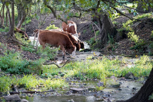 Grupo Vacas Bebiendo Agua Del Estanque Bosque Día Soleado —  Fotos de Stock