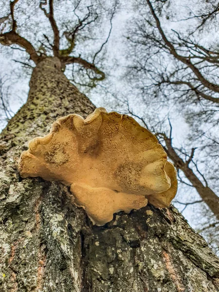 Tiro Ângulo Baixo Vertical Grande Fungo Tinder Uma Árvore — Fotografia de Stock