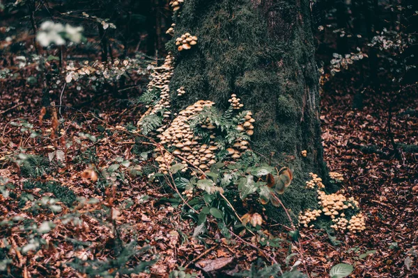 Uma Paisagem Pequenos Cogumelos Selvagens Que Crescem Tronco Árvore — Fotografia de Stock
