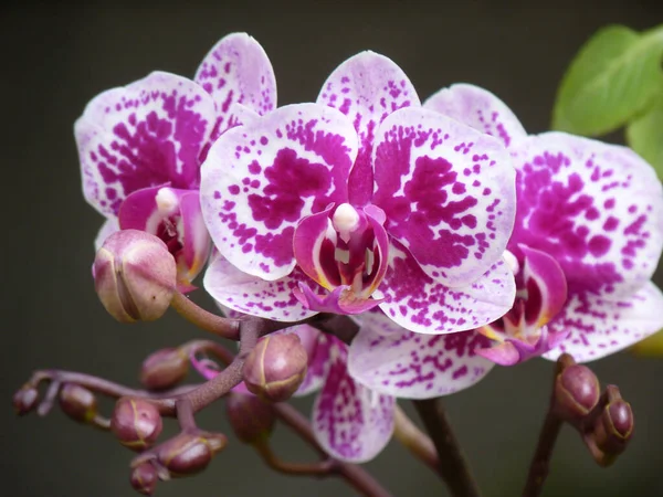 Zbliżenie Ujęcie Kwitnących Orchidei Kwiaty Zieleni — Zdjęcie stockowe