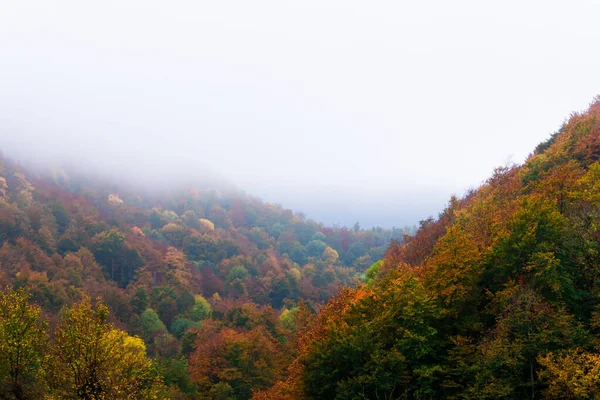 Paysage Arbres Automne Colorés Dans Montagne Couverte Brouillard — Photo