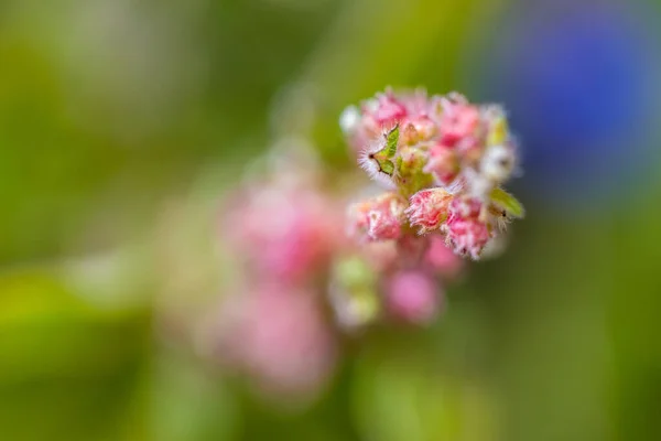 Eine Nahaufnahme Von Boerhavia Diffusa Blumen — Stockfoto