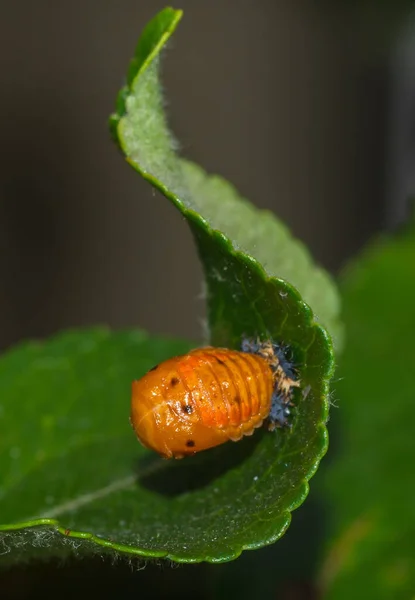 Macro Shot Transformation Ladybug Leaf — Φωτογραφία Αρχείου