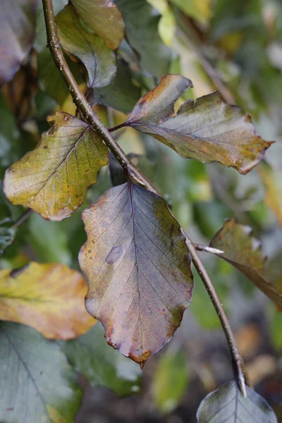 Una Vibrante Toma Vertical Una Rama Árbol Con Hojas Otoño — Foto de Stock