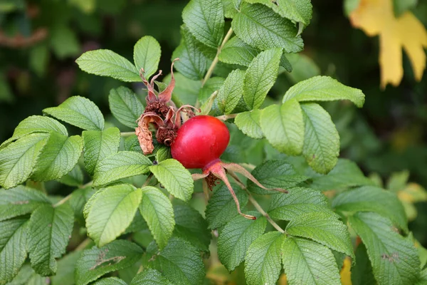 Selective Focus Shot Dogrose Bush — Stock Photo, Image