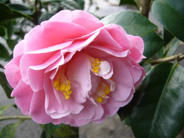 绿叶环绕的美丽的粉红色茶花的精选焦点照片 — 图库照片