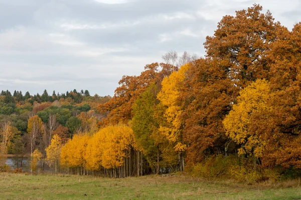 Les Arbres Automnaux Couper Souffle Sur Colline — Photo