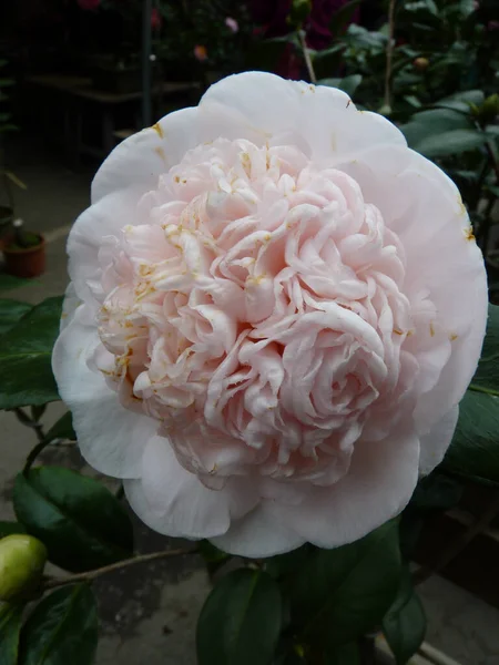 Horní Pohled Záběr Světle Růžové Camellia Japonica Květiny — Stock fotografie