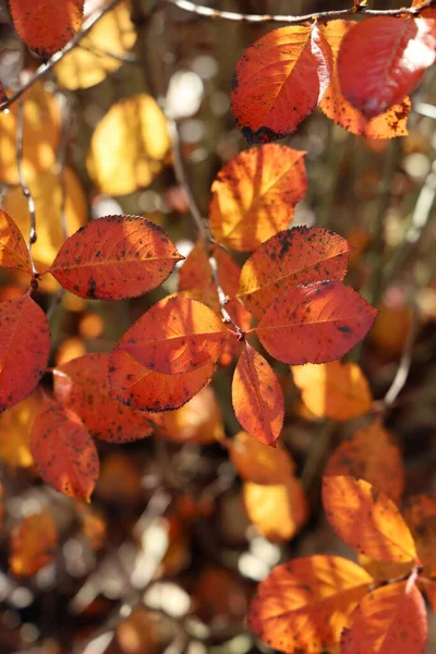 Een Verticale Selectieve Focus Shot Van Kleurrijke Herfstbladeren Takken — Stockfoto
