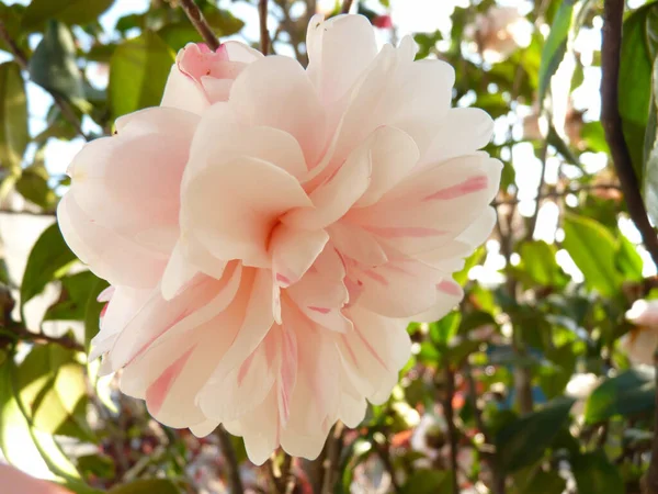 Detailní Záběr Měkké Camellia Japonica Květiny — Stock fotografie