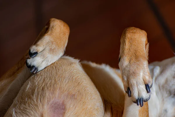 Nahaufnahme Der Pfoten Eines Liegenden Hundes — Stockfoto