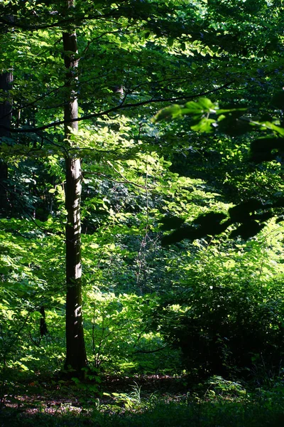 Вертикальний Знімок Дерев Лісі — стокове фото