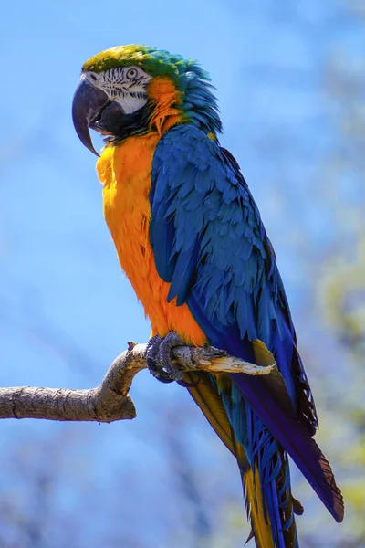 Egy Függőleges Lövés Egy Papagáj Arapagáj Kék Narancs — Stock Fotó