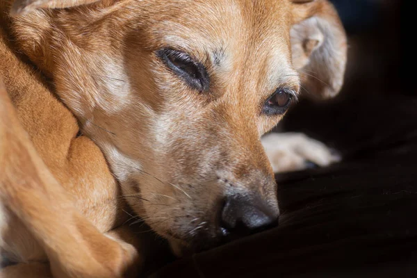 Primo Piano Vecchio Cane Bugiardo Che Chiude Gli Occhi — Foto Stock