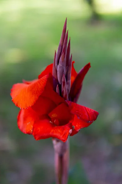 Primer Plano Una Flor Lirio Rojo Canna Flor Sobre Fondo — Foto de Stock