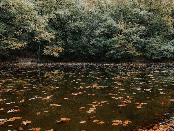 Прекрасный Снимок Пруда Плавающими Осенними Листьями — стоковое фото