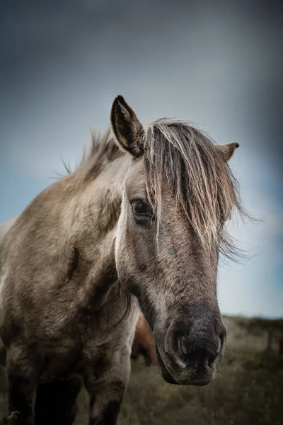 Primer Plano Hermoso Caballo Frente Cielo Sombrío Los Países Bajos — Foto de Stock