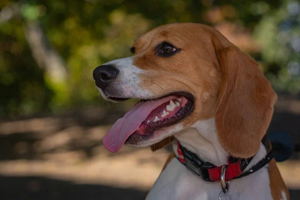 Primo Piano Simpatico Cagnolino Che Passeggia Nel Parco — Foto Stock