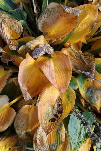 Sebuah Gambar Closeup Vertikal Dari Daun Daun Kering Bunga Lili — Stok Foto