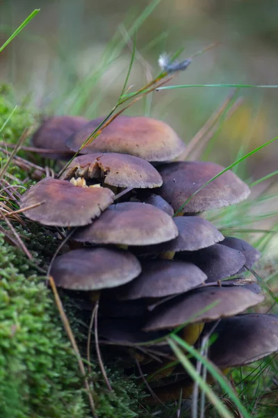 Selective Focus Shot Wild Mushrooms Growing Forest — Stock Photo, Image