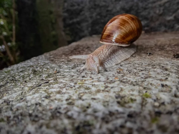 Zbliżenie Wielkiego Ślimaka Kamieniach — Zdjęcie stockowe