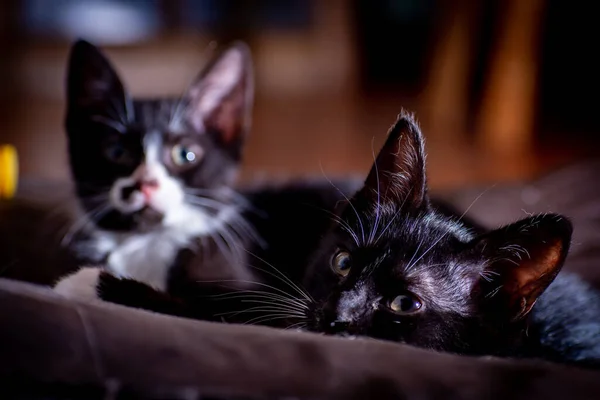 Mělké Ostření Záběru Dvou Černých Koťat Hledících Kamery — Stock fotografie