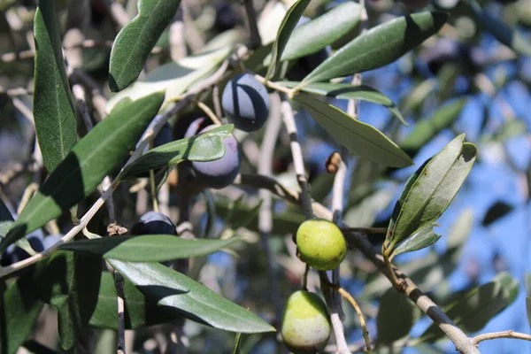 Primo Piano Prugne Crescita — Foto Stock