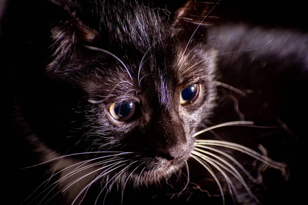 Siyah Bir Kedi Suratının Yakın Plan Fotoğrafı — Stok fotoğraf