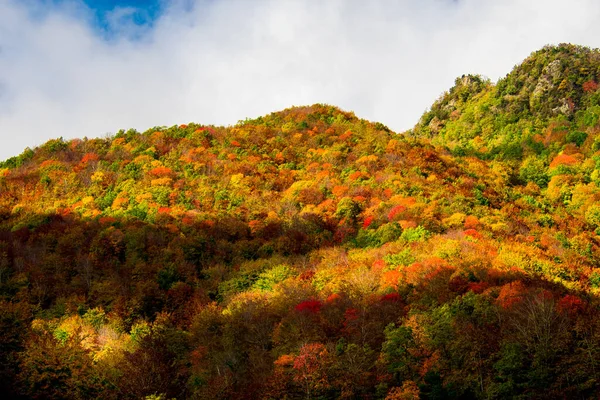 Vzdušný Záběr Barevných Podzimních Stromů Lese Pod Slunečním Světlem — Stock fotografie